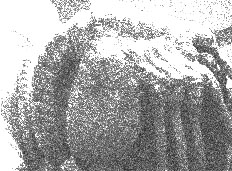 JPEG - 24.6 ko
